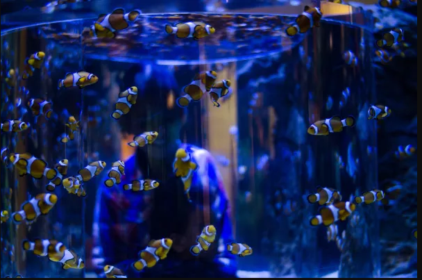 Two Oceans Aquarium Cape Town Waterfront South African History Online